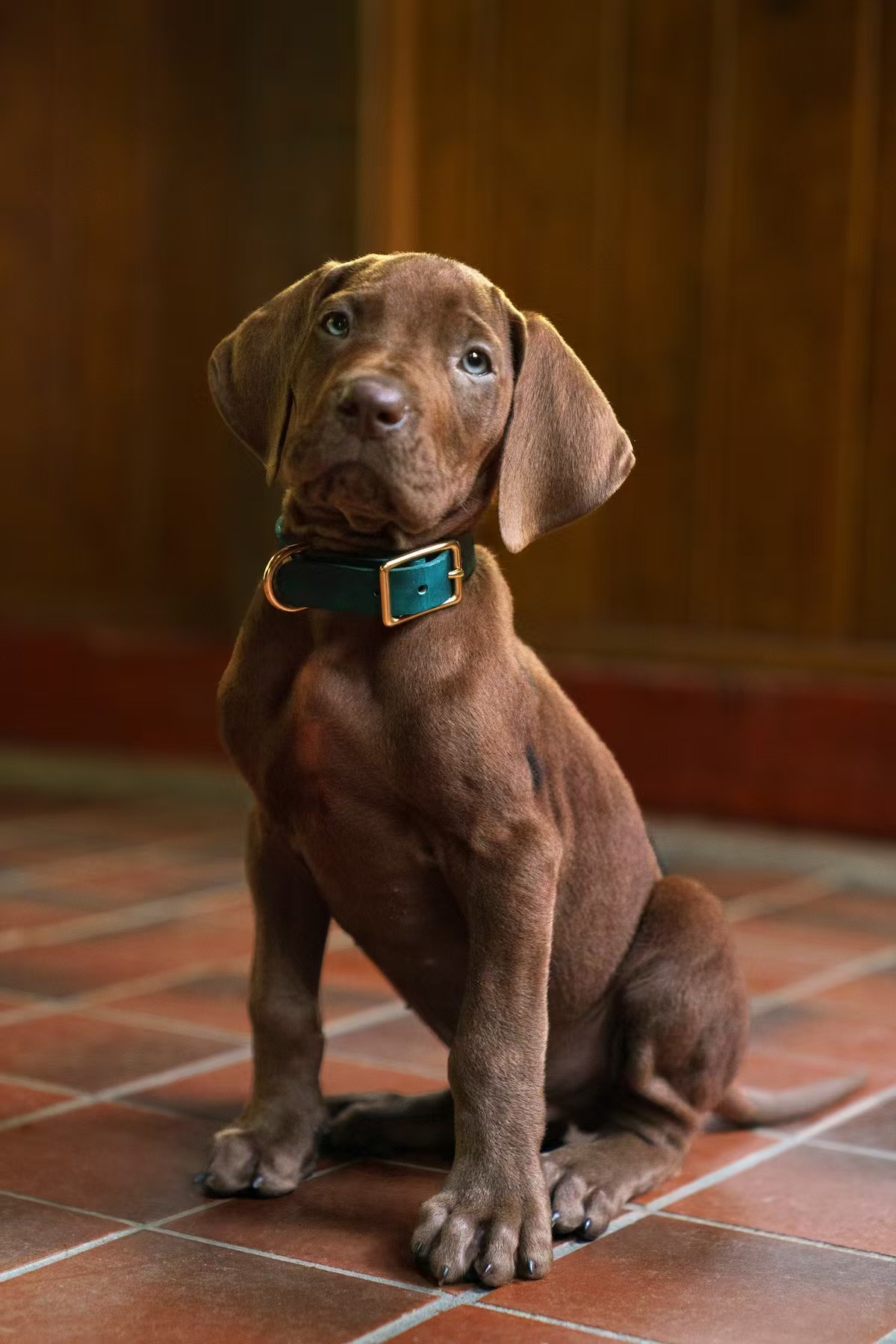Scooby official portrait, Steve Dietl